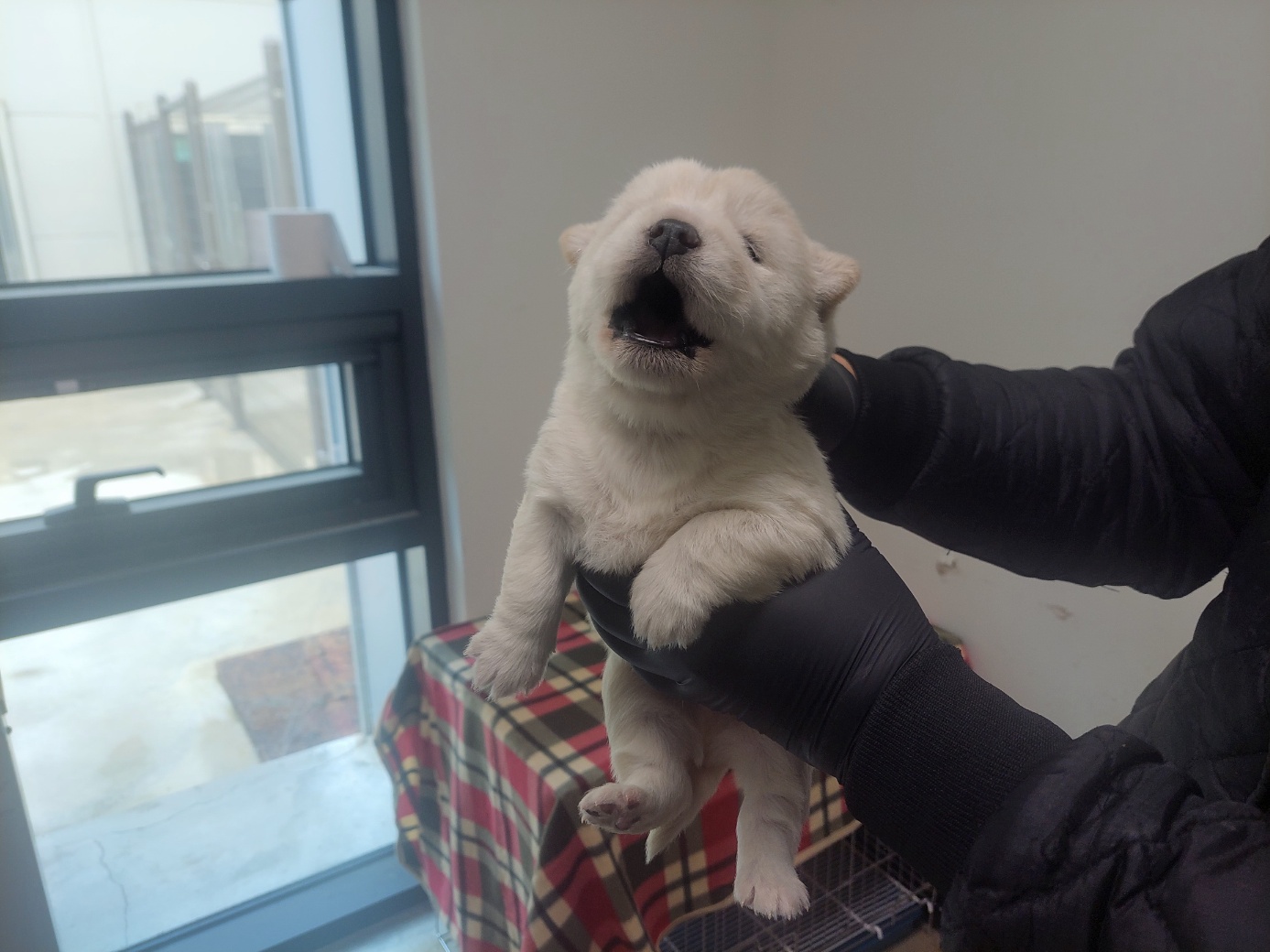 고양시동물보호센터_441394202502406